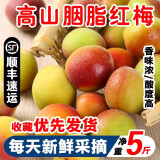 志褚 新鲜青梅鲜果 高山诏安青梅果鲜酸脆梅子泡酒青梅酵素 精选胭脂梅5斤【泡酒更香浓】