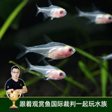 云峰海瑞 热带鱼 观赏鱼灯科鱼 观赏鱼小型淡水鱼草缸群游 热带鱼活体 红肚玻璃8条