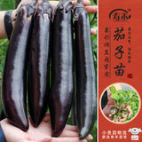 寿禾 长茄子苗带土秧苗紫黑亮长茄春季蔬菜苗 长茄苗9棵源头直发包邮