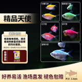 卡奇鱼 斑马鱼 淡水鱼 观赏鱼 小型观赏鱼 热带鱼 蝶翼斑马荧光好养易活 五色天使（黄绿红紫蓝）各1条