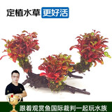 云峰海瑞水草活体懒人草鱼缸造景活体水草套餐鱼缸水草有茎类中后景真水草 红玫瑰沉木三头