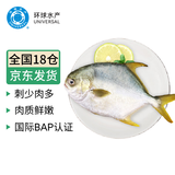环球水产南海大规格金鲳鱼550g1条 BAP认证 海鱼 生鲜鱼类 火锅 海鲜水产