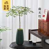 开时果 南天竹盆栽室内盆景 庭院古风观叶客厅造景桌面绿植源头直发包邮 推荐款：【高30-40/单株】绿萌釉陶盆