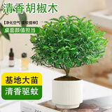 京云梦清香木盆栽防蚊虫驱蚊草桌面绿植清香胡椒木+奶油竖纹盆源头直发