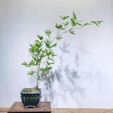 小叶簕竹室内勒竹盆栽竹子盆景绿植四季长青好养名贵竹子老桩竹根 17-20公分（5年）中桩 包成活不含盆