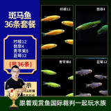 云峰海瑞热带鱼 观赏鱼 观赏鱼小型 斑马鱼 活体 热带鱼活体 小型鱼 活鱼 柠檬12翡翠4青苹果8蓝莓12共36条