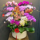 Only you【两小时达】蝴蝶兰带花苞花剑花盆真花兰花盆栽开业乔迁生日礼物 22株彩色（瓷盆随机）