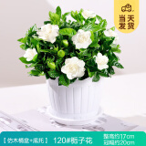 开时果 栀子花盆栽浓香型带花苞发货 阳台花卉好养绿植物源头直发包邮 仿木桶+底托【120#带花苞】