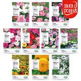 寿禾 花种子苗太阳花格桑花向日葵凤仙花四季花海组合 10种花种子套餐