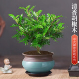 京云梦清香木盆栽防蚊虫驱蚊草室内外清香绿植胡椒木天青陶瓷盆源头直发