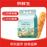 京百味云南香糯小玉米3斤 25年新玉米 西双版纳小花糯 多种包装随机发货