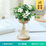 开时果 水培植物办公室内桌面盆栽 水养绿萝水生花植物绿植源头直发包邮 九里香（含玻璃瓶+竹托） （加赠 营养液）