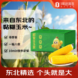 建三江 东北黄糯玉米 240g*8根 黏玉米  减脂早餐 礼盒 铝箔包装