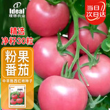 ldeal毛粉西红柿种子春季夏季盆栽蔬菜种籽老品种口感型大粉果番茄种子
