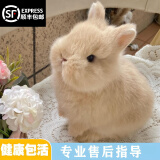 梦茜儿（MEXEMINA）兔子活物侏儒兔凤眼小型茶杯兔长不大不咬人宠物荷兰垂耳兔子活体 随机侏儒兔【品相颜色随机】