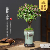 开时果 金枝玉叶盆栽多肉植物盆景 办公室内桌面花卉小绿植源头直发包邮 【棒棒糖】浮雕荷花盆+苔藓+底托