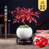 开时果 火焰南天竹桌面植物盆栽 室内冬季耐寒红叶绿植书房禅意创意摆件 【推荐款】白玉圆陶盆+苔藓+底托