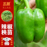 北蔬 辣椒苗青椒菜椒蔬菜苗活苗带土秧苗 绿青椒苗6棵源头直发包邮
