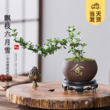开时果 金边六月雪盆栽悬崖飘枝造型 中式禅意桌面绿植盆景源头直发包邮 金字舍得盆+苔藓+底托