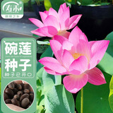 寿禾 碗莲种子水培已开口鱼缸植物荷花睡莲绿植 粉玲珑碗莲种子10粒