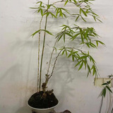 小叶簕竹室内勒竹盆栽竹子盆景绿植四季长青好养名贵竹子老桩竹根 22-27公分（8年）大桩 包成活不含盆