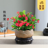 开时果 铁海棠盆栽带花发货 虎刺梅四季开花卉植物盆景绿植源头直发包邮 【推荐款】莲花陶瓷盆+圆底托