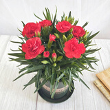 带花苞发货 · 康乃馨盆栽 · 阳台室内花卉盆栽办公室鲜花绿植 红色康乃馨【带花苞】