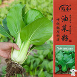寿禾 上海青种子苗油菜小白菜夏秋季蔬菜种籽 潍丰高柳上海青种子25g