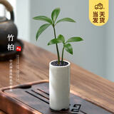 开时果 竹柏小盆景中式创意竹子盆栽 办公室好养桌面植物源头直发包邮 【升级款】竹柏（白筒盆+黑石）