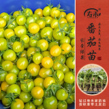 寿禾 蔬菜苗活苗带土发货大全菜苗种苗春夏各种秧苗山东寿光苗子阳台 【家常种】小绿番茄苗6棵