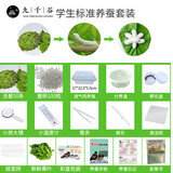 九千谷新鲜桑叶新鲜蚕宝宝饲料学生养蚕大叶小蚕鲜嫩桑叶 学生标准养蚕套装