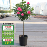 滨淇嫁接树桩月季高杆大花月季四季开花树桩1cm粗花色随机源头直发