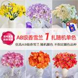 悦多彩 鲜花速递情人节 天堂鸟跳舞兰马蹄莲茉莉花洋兰云南基地直发 随机单色香雪兰 1扎（8-10支/扎）