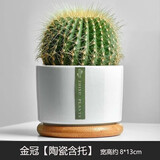 绿荫巷子多肉植物组合套餐肉肉室内植物办公室电脑桌面盆栽好养活小盆栽 【大金冠】易养耐干 含瓷盆+托