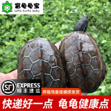 富龟龟宝家养宠物龟金线草龟活体小乌龟长寿龟深水龟金线龟墨龟草龟苗 中华草龟8-10厘米（2只情侣龟）