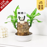 开时果 巴西木盆栽带芽发货 幸运木格鲁特水培植物懒人盆栽源头直发包邮 白玉蝶+小熊猫（卡片随机） （直径7-8cm）