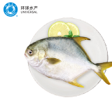 环球水产南海大规格金鲳鱼550g1条 BAP认证 海鱼 生鲜鱼类 火锅 海鲜水产