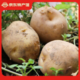 稀壤恩施小土豆高山黄心马铃薯新鲜蔬菜黄皮洋芋2.5kg 大号2.5kg