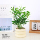 绿有意 绿植花卉办公室客厅桌面盆栽摆件简约创意网红北欧绿植ins云朵盆 袖珍椰子+甜甜圈PET树脂盆+托盘+肥料 北欧风格网红绿植