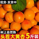 晟容果蔬大黄杏子新鲜应季孕妇水果山西金太阳杏子酸甜脆杏大果现摘整箱 商超:【净重5斤装】单果10g+