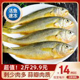 简鲜 东海活冻小黄花鱼海鲜国产黄鱼海鲜水产1000g（15-28条左右） 生鲜鱼类袋装