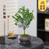 开时果 小叶紫檀盆栽桌面绿植黑骨茶 好养活办公室内花卉植物盆景摆件 紫砂椭圆盆+苔藓+底托