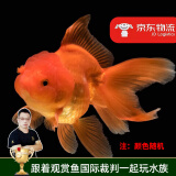 云峰海瑞观赏金鱼 冷水鱼 观赏鱼金鱼 活体鱼 淡水鱼小金鱼活鱼锦鲤鱼 精品狮子头6-7厘米6条（随机）