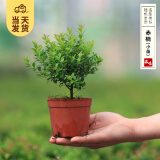 开时果 各类小盆栽绿植素材苗 小叶赤楠造景微景观植物盆景源头直发包邮 小叶赤楠（小杯）