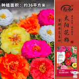 寿禾 太阳花种子苗盆栽种植花种籽 混色重瓣太阳花种子约30万粒(大袋)