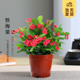 开时果 铁海棠盆栽带花发货 虎刺梅四季开花卉植物盆景绿植源头直发包邮 铁海棠+原生盆