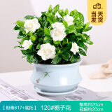 开时果 栀子花盆栽浓香型带花苞发货 阳台花卉好养绿植物源头直发包邮 粉青617瓷盆+底托【120#栀子花】