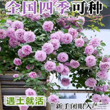 行湘爬藤月季花卉绿植盆栽花园地栽 蓝色阴雨20cm左右2棵 源头直发