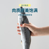 盖世 鲅鱼冷冻一斤装  2条 海鲜鲅鱼 生鲜烹饪食材 水产