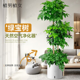 植男植女幸福树造型绿宝盆栽绿植客厅室内大型绿植办公室乔迁新居源头直发